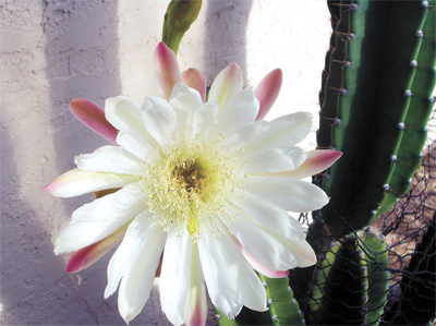 night blooming Cereus cacti